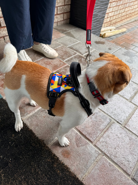  med brown and white pug x beagle mix pup in geometrical supreme control harness