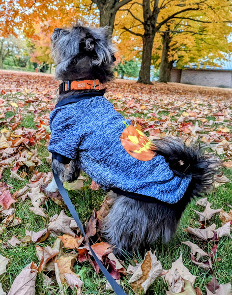 med size black and white terrier mix pup in blue halloween shirt with scary pumpkin image on back