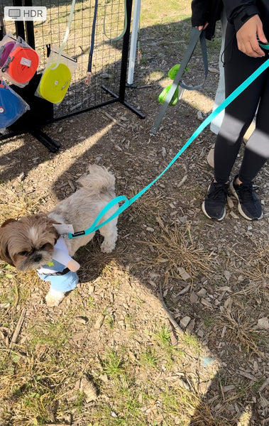 owner of small shihtzu dog using our handsfree leash in the colour Aqua